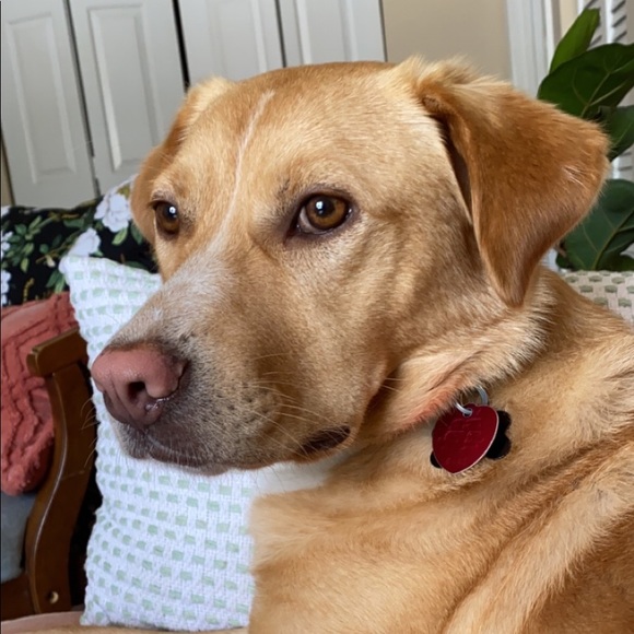 Meet your Posher, Hannah - Picture 1 of 1